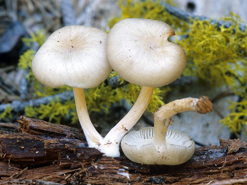 Clitocybula abundans